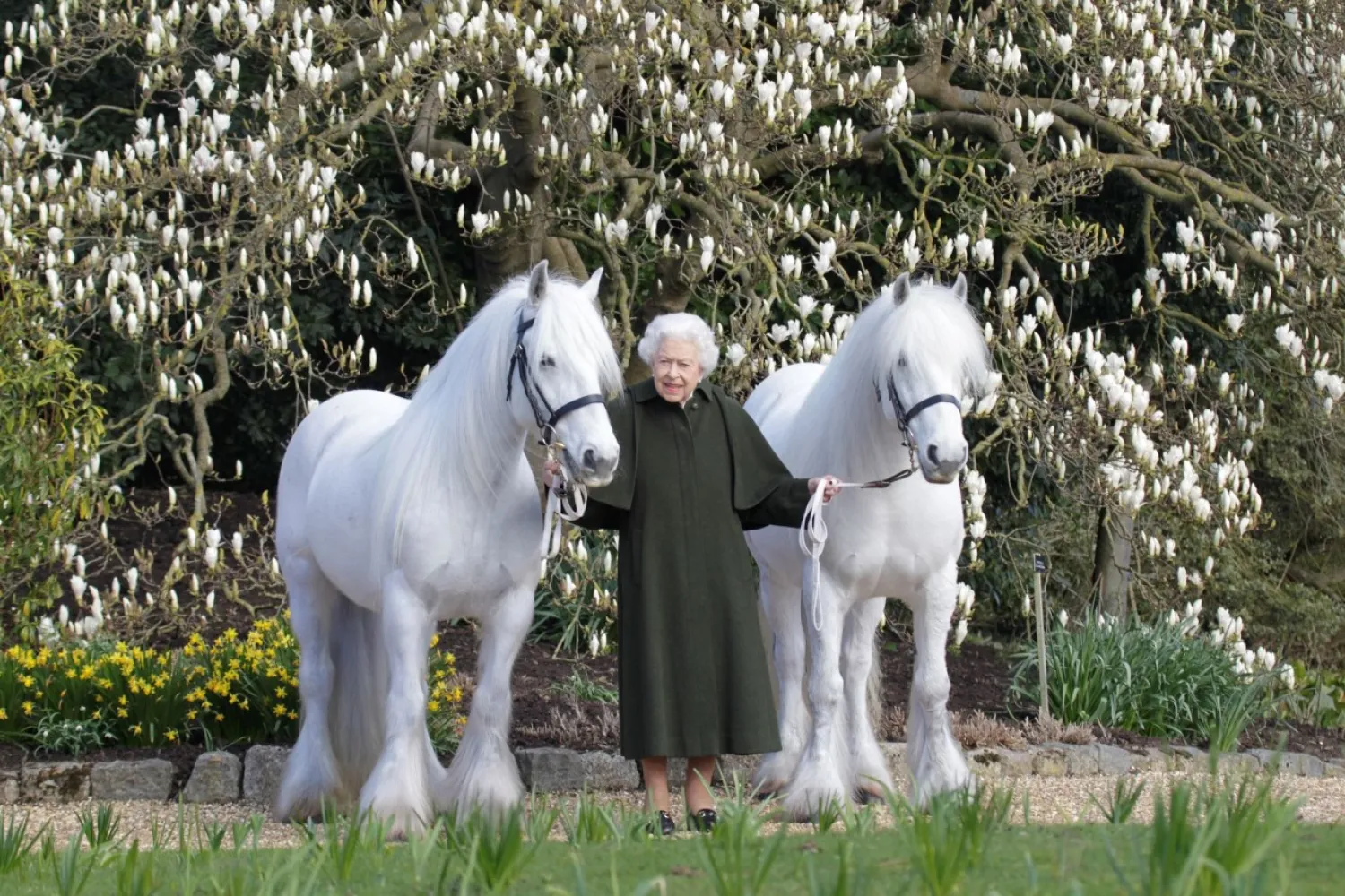 British Queen Elizabeth II holds her Fell ponies, Bybeck Nightingale (right) and Bybeck Katie in this handout picture released April 20, 2022 by The Royal Windsor Horse Show to mark the occasion of her 96th birthday. henrydallalphotography.com/PA Wire/Handout via REUTERS
