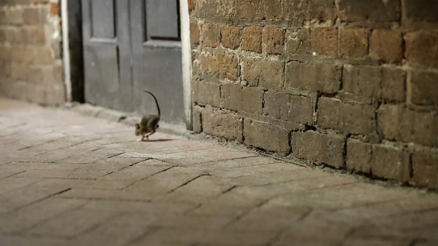 دراسة: الجائحة المقبلة لن تكون بسبب جرذان المدن