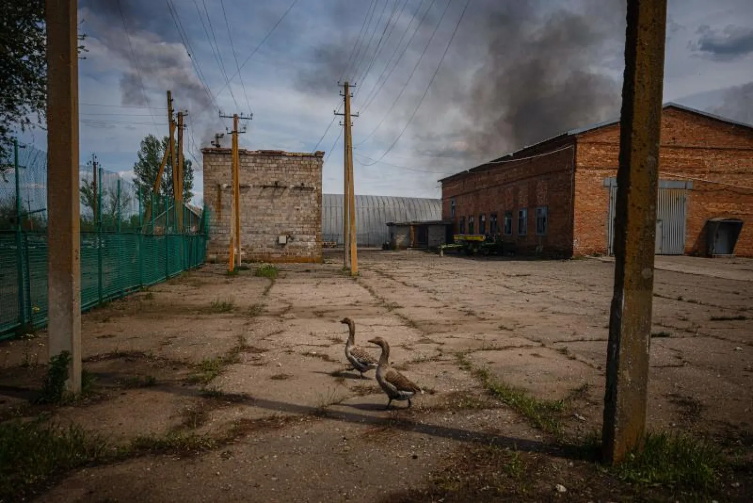 البط يسير وسط الدخان المتصاعد جراء القصف الروسي لقرية تيمريفكا الأوكرانية (أ.ف.ب)