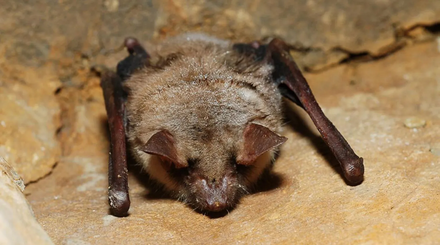 Fare kulaklı yarasalar, Vespertilionidae familyası içinde, yaygın bir yarasa cinsi (Wikimedia commons)