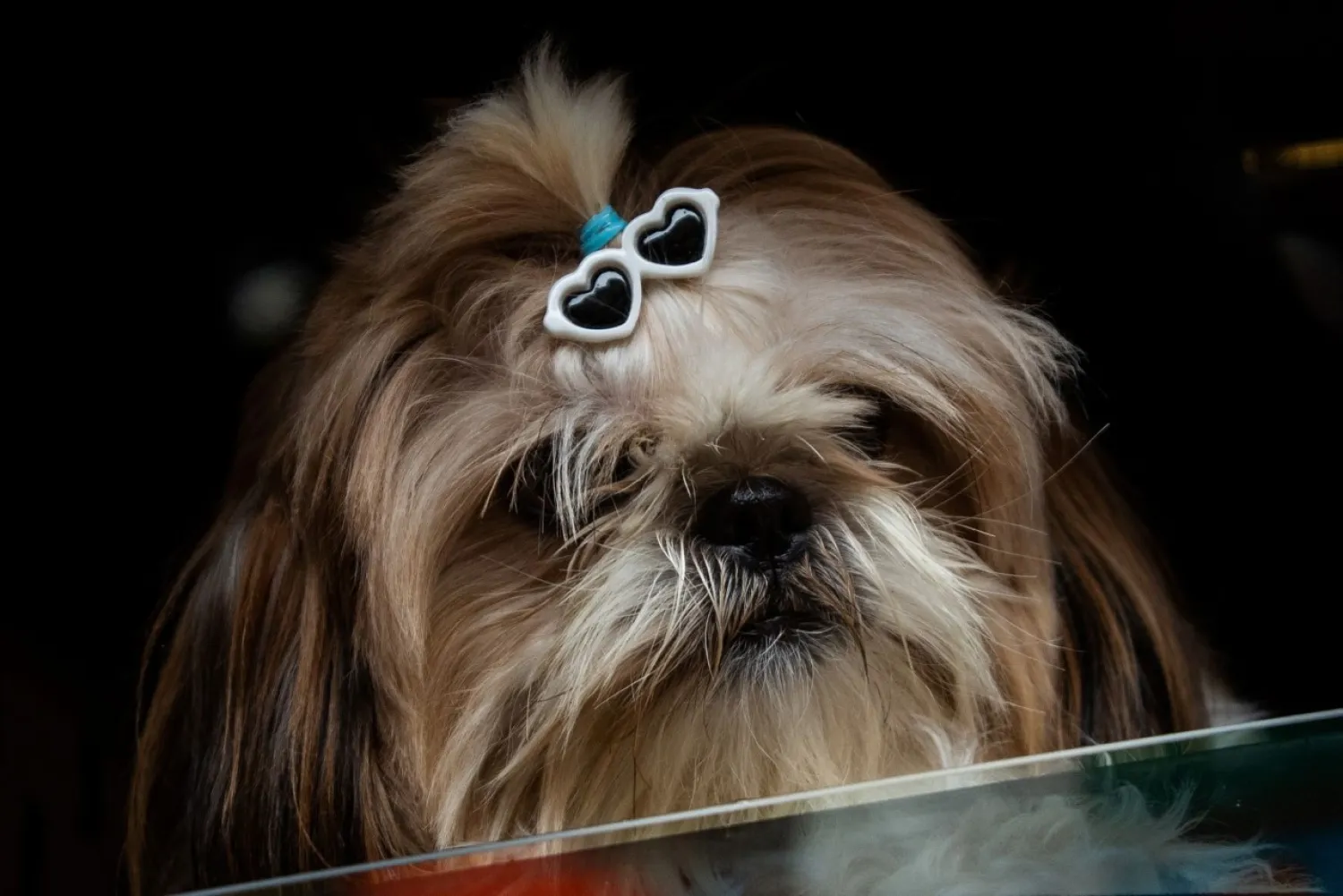 A dog looks out from a car window at a drive-through pet blessing, a day before World Animal Day, at Eastwood Mall in Quezon City, Metro Manila, Philippines, October 3, 2021. REUTERS/Lisa Marie David