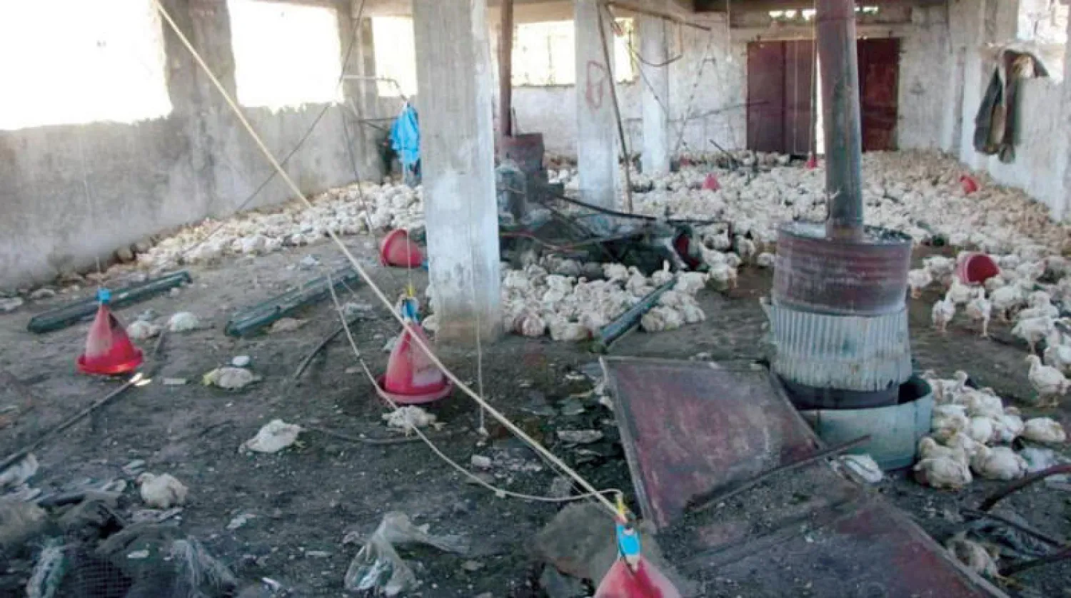 نفوق عدد كبير من الطيور بغارات جوية روسية على أطراف جبل الأربعين بإدلب  الخميس (الدفاع المدني)