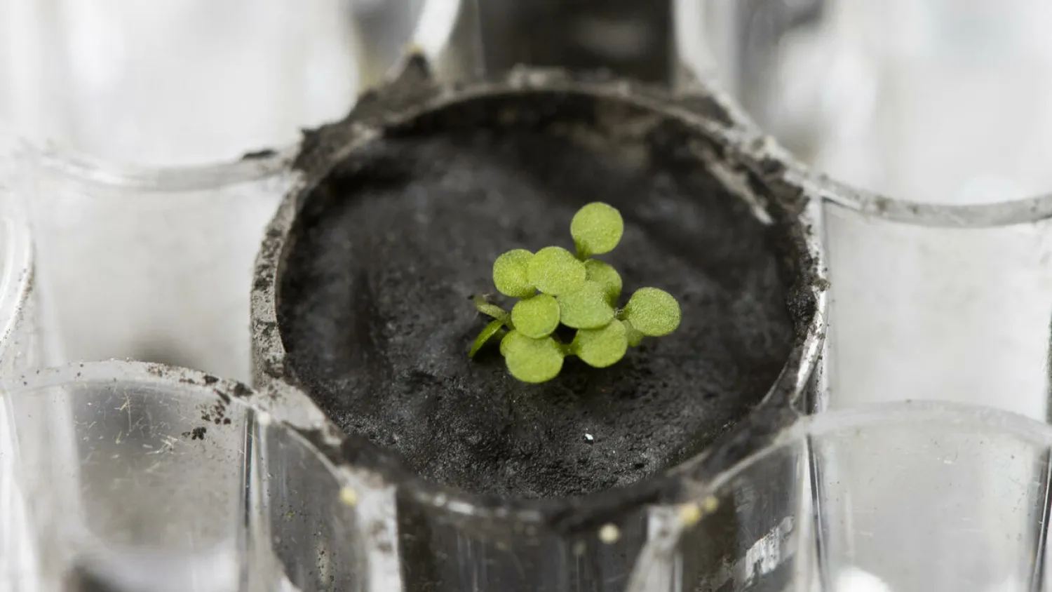 This University of Florida, Institute of Food and Agricultural Sciences (UF/IFAS) handout photo shows several Arabidopsis plants sprouting from lunar soil at a laboratory at the University of Florida in Gainesville on May 5, 2021. Tyler JONES UF/IFAS Communications/AFP
