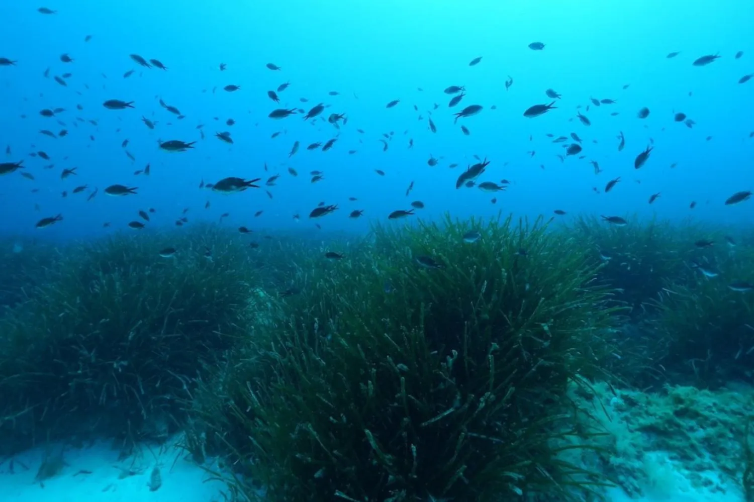 Araştırmaya göre deniz çayırlarının yaprakları altında büyük miktarda şeker rezervleri var (HYDRA Deniz Bilimleri Kurumu)

