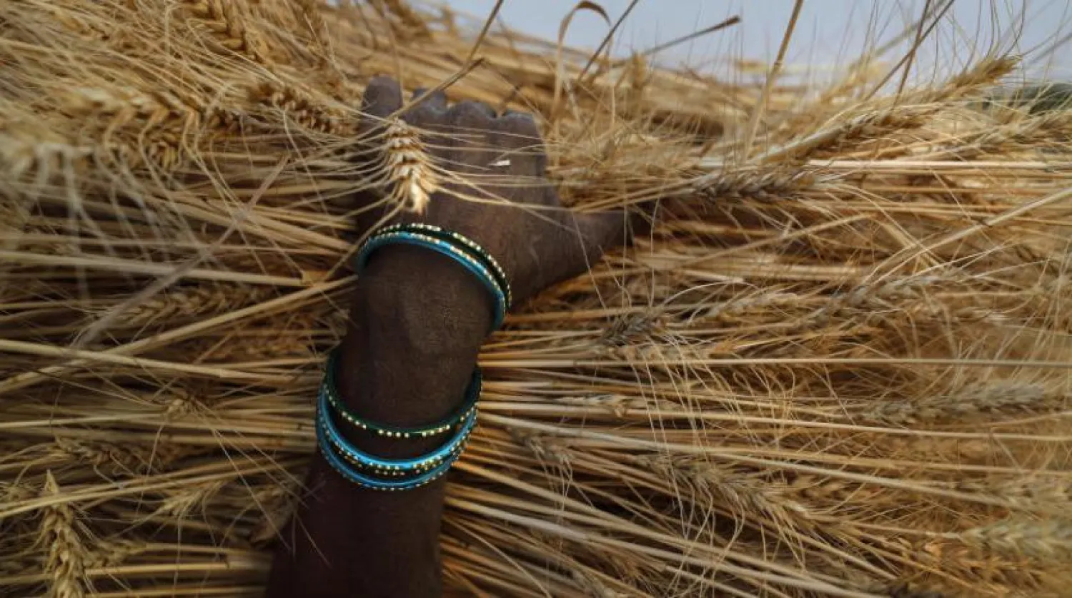 Hindistan'ın Uttar Pradeş eyaletinde buğday mahsulü taşıyan bir çiftçi (AP)