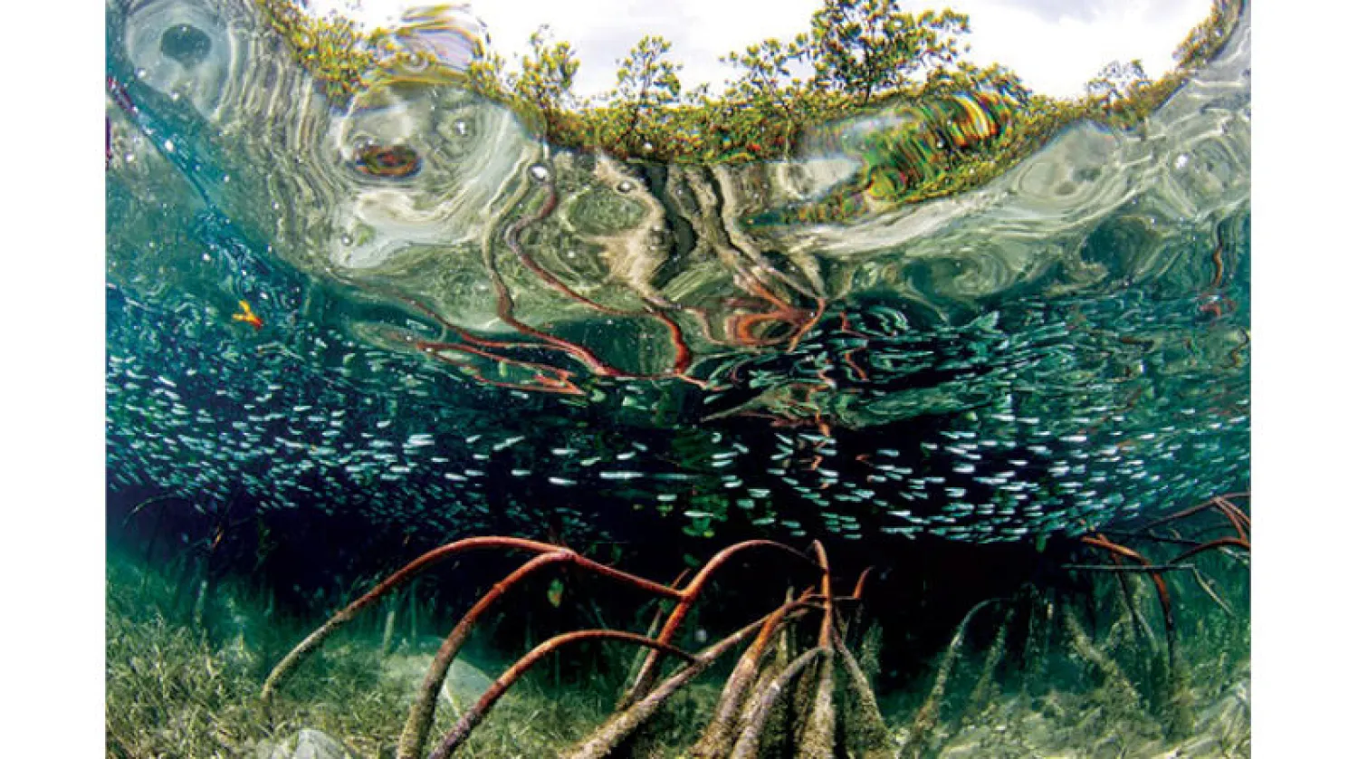 شجرة المنغروف الحمراء تخضع لاجراء تسلسل جيني لها ضمن المشروع (الفريق البحثي)