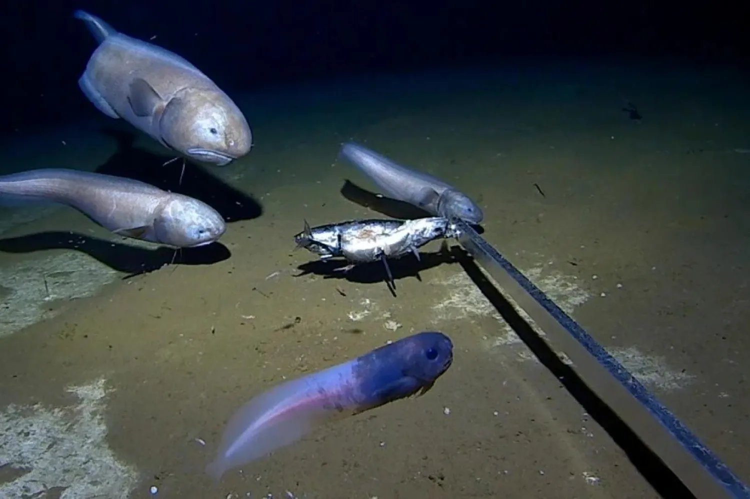 Bilim insanları keşfin, Avustralya sularındaki yaşama dair daha fazla bilgi sağlamasını umuyor (Batı Avustralya Üniversitesi)

