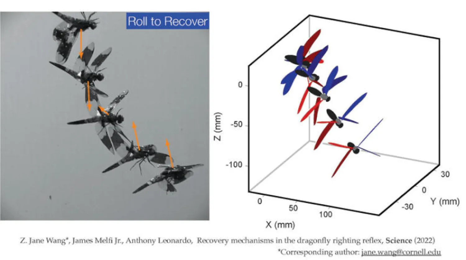 اليعسوب يصحح أوضاعه في نحو 200 مللي ثانية (جامعة كورنيل)