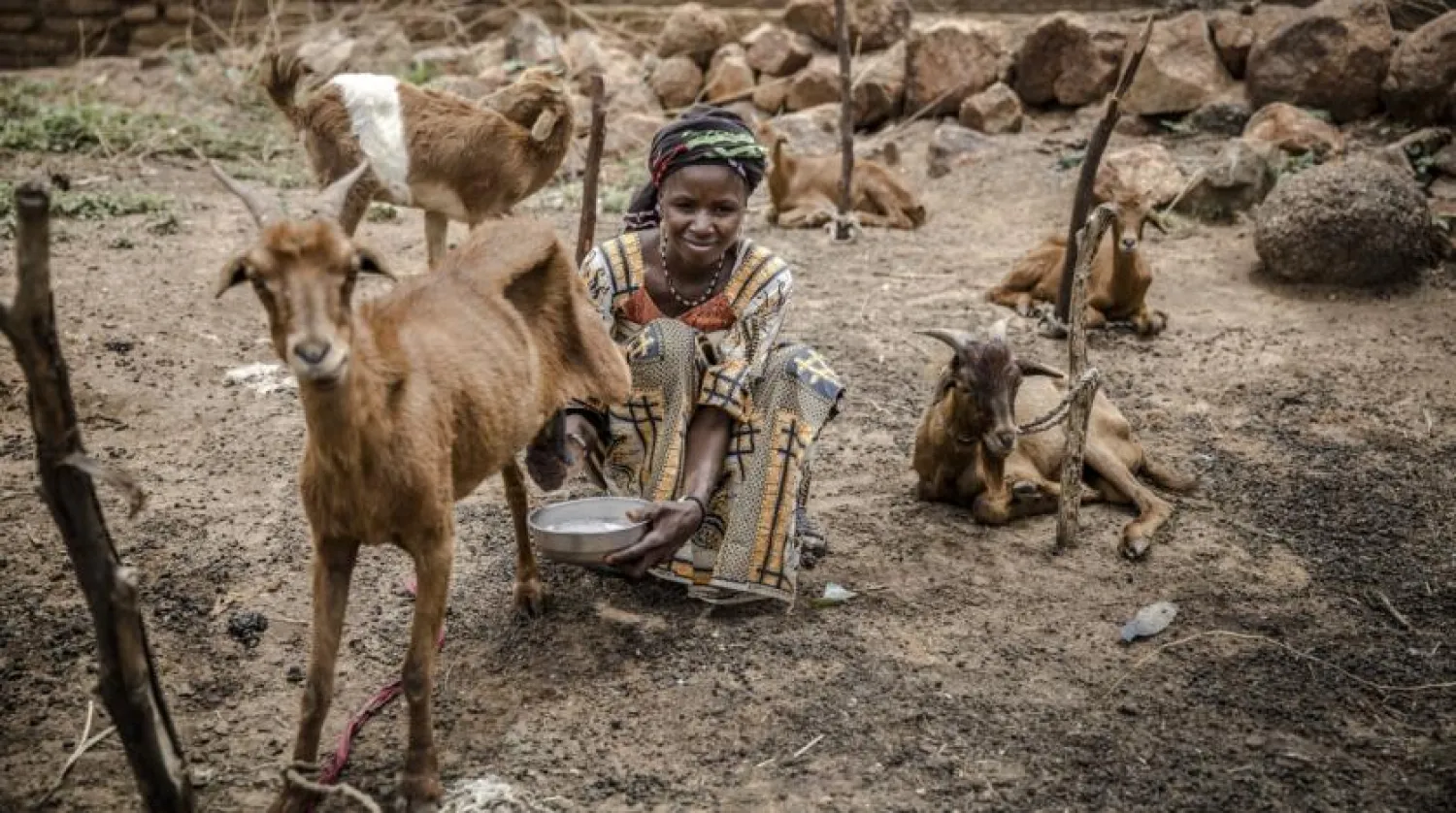 A woman milks her goats in Malamawa village, Zinder Region, Niger.
