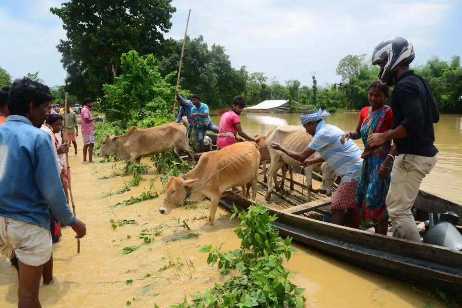 Köylüler, 19 Mayıs 2022'de Assam eyaletinin Nagaon bölgesindeki şiddetli yağışların ardından bir teknede sel sularını aştıktan sonra sığırlarını kısmen sular altında kalmış bir yola götürüyor (AFP)