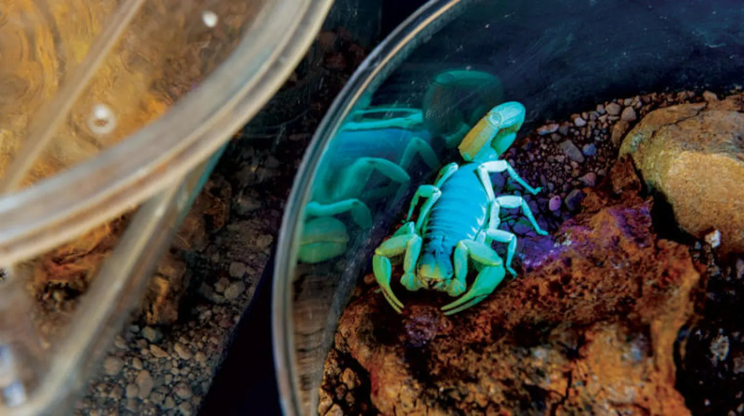 زعاف قاتل من العناكب والأفاعي لشفاء البشر