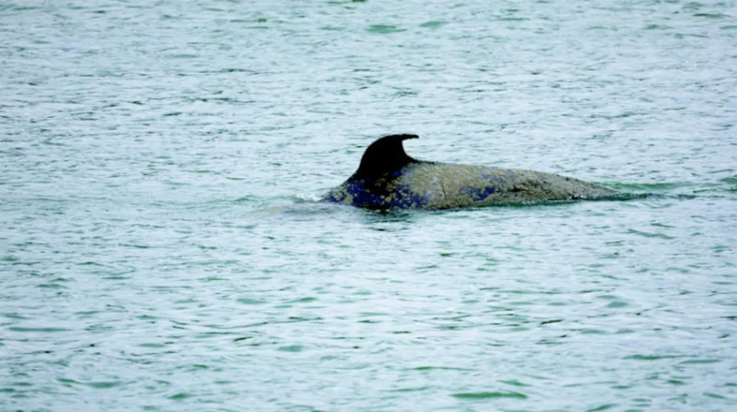 الحوت القاتل (أوركا) التائه في نهر السين يسبح أمام بلدة دوكلبر الفرنسية (رويترز)
