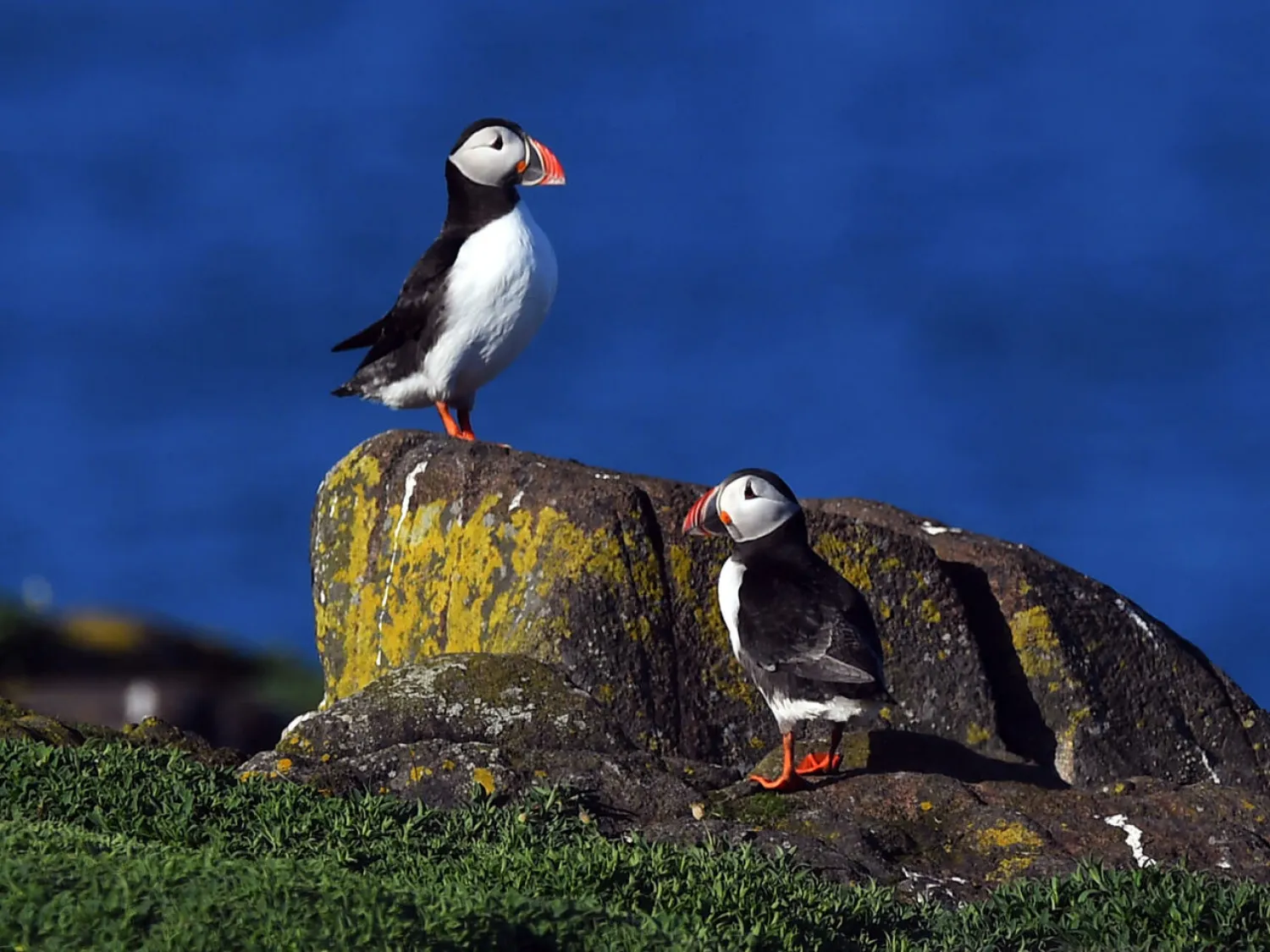 Puffins are one of the most distinctive visitors to the Isle of May nature reserve off the east coast of Scotland Andy Buchanan AFP
