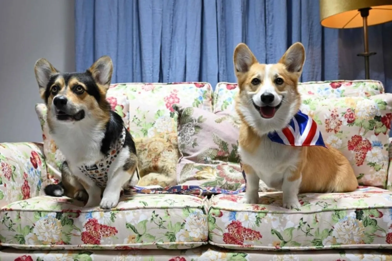 Two corgi dogs named Percy (left) and Obi (right) sit on a couch during the Corgicam event taking place at Leadenhall Market, central London, on June 1, 2022 prior to the Platinum jubilee celebrations of Britain’s Queen. AFP pic
