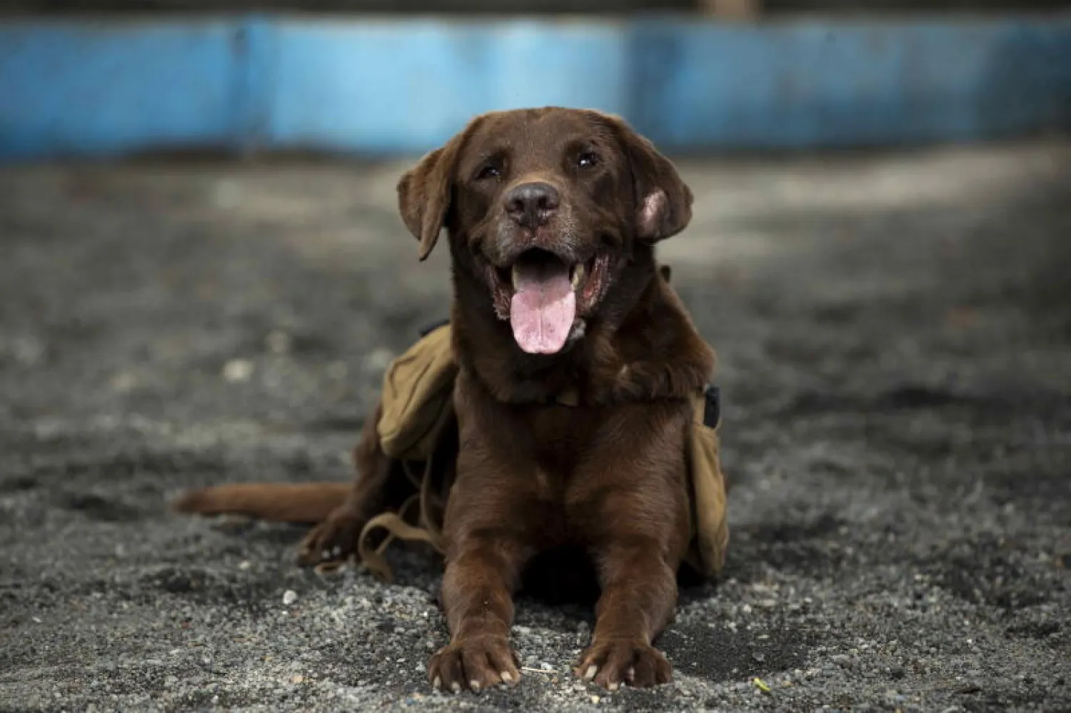 الكلاب أكثر فعالية في تحديد الإصابة بـ«كوفيد 19» (إ.ب.أ)