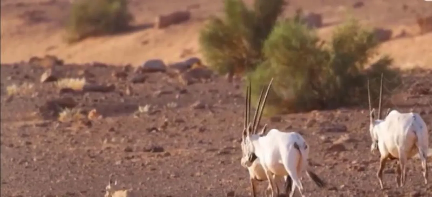 شهدت محمية الملك سلمان أول مولود للمها الوضيحي (الشرق الأوسط)