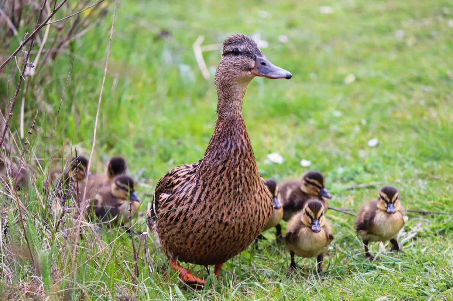 Polisler "Ördekler neden otobandan karşıya geçti?" sorusunun yanıtını merak ediyor (Pixabay/Temsili Fotoğraf)

