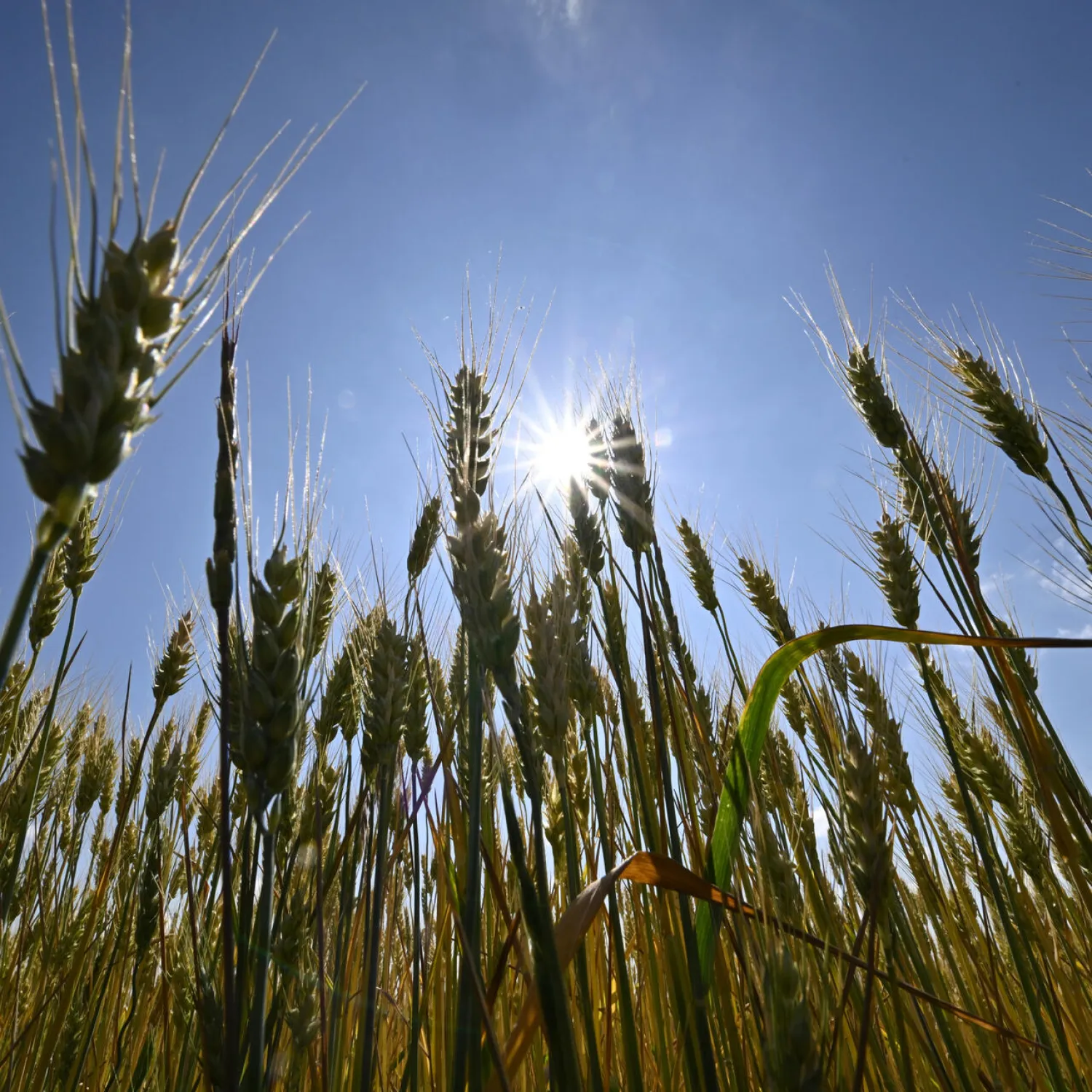Russia's war in Ukraine -- traditionally a breadbasket that feeds hundreds of millions of people -- is having a toll on food security Genya SAVILOV AFP/File
