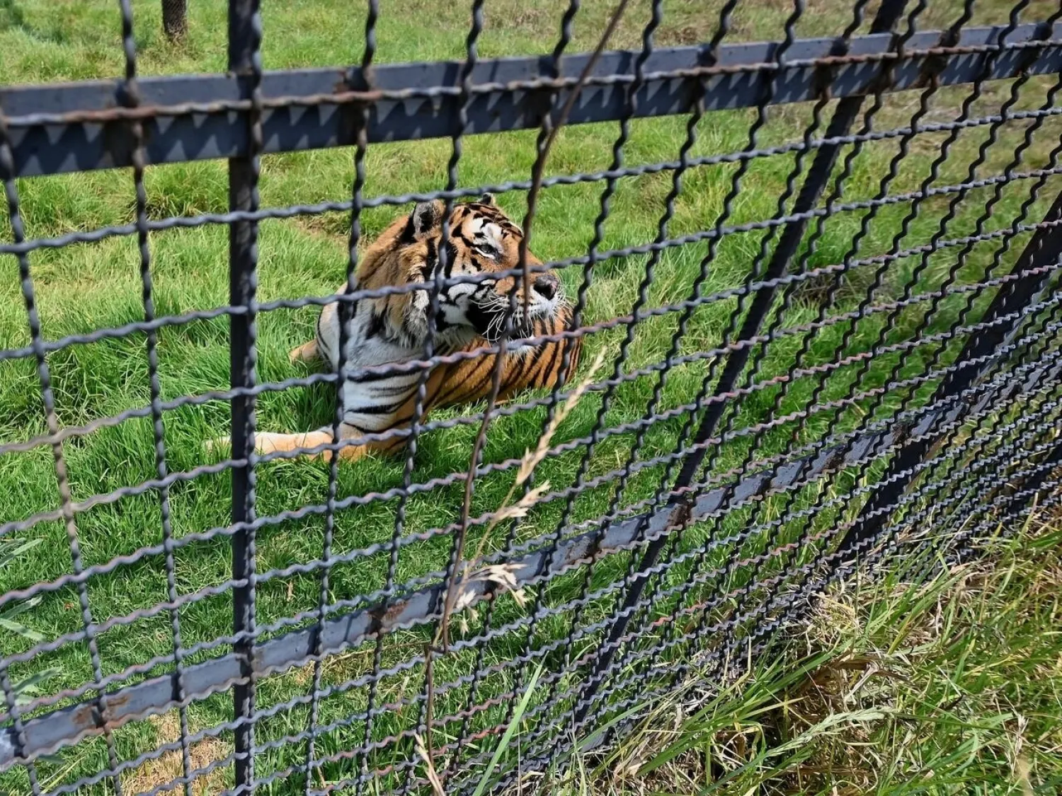 Frida the Bengal tiger is one of six rescued big cats at the Animal Kingdom park outside Mexico City ALFREDO ESTRELLA AFP
