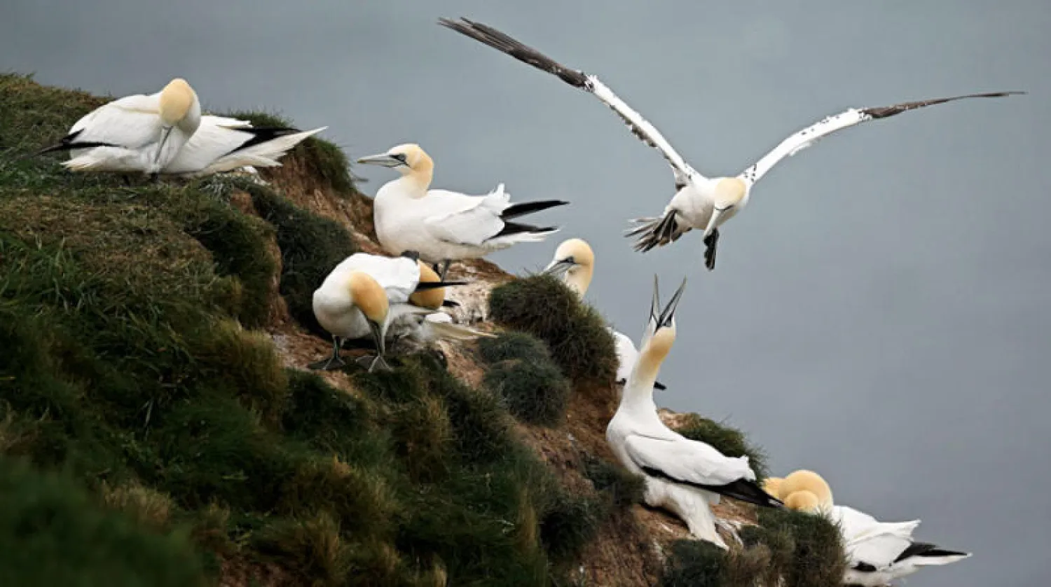 طيور الجانيت في شمال شرق إنجلترا (أ.ف.ب)