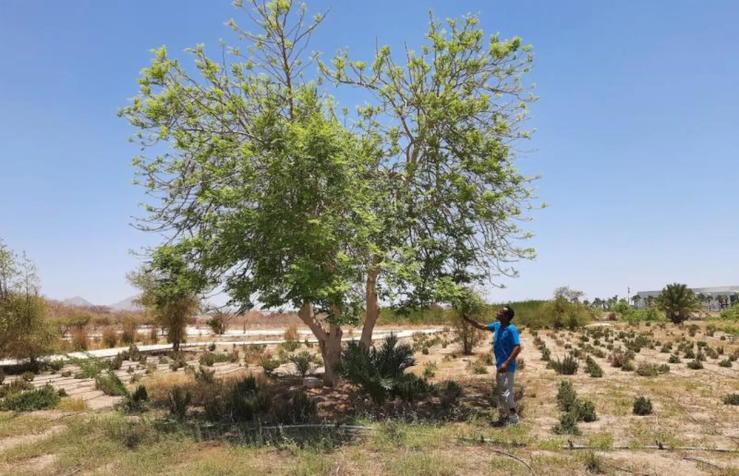 شجر المورينجا أحد المصادر المهمة للتنوع البيولوجي (الشرق الأوسط)
