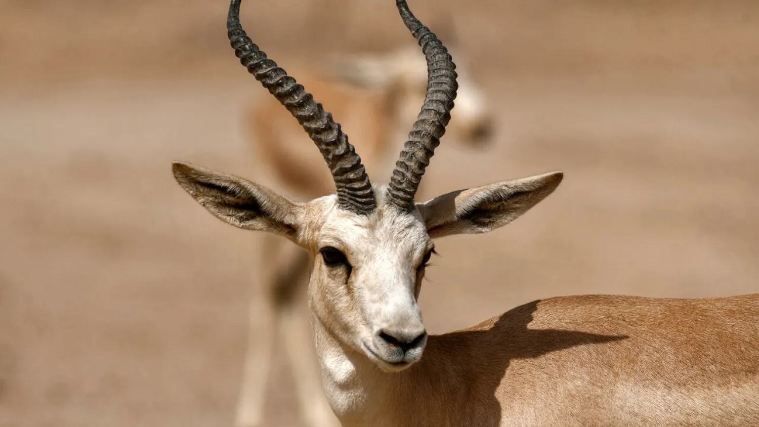 In little over one month, the slender-horned gazelle population at the Sawa reserve in southern Iraq plunged from 148 to 87. Asaad NIAZI AFP
