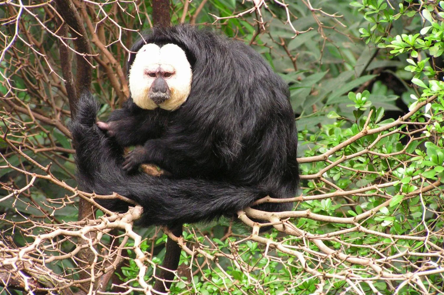 Sakiler genellikle Brezilya, Guyana, Surinam ve Venezuela yağmur ormanlarında yaşıyor (Wikimedia Commons)