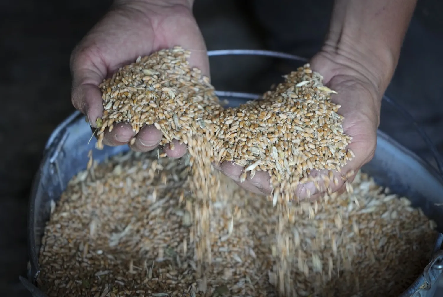 Farmer Serhiy shows his grains in his barn in the village of Ptyche in eastern Donetsk region, Ukraine, Sunday, June 12, 2022. (AP)