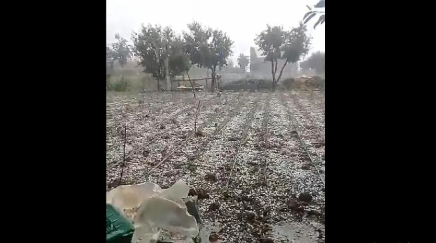 Lübnan’da şiddetli yağmurlara maruz kalan tarımsal ürünleri gösteren bir videodan alınan ekran görüntüsü (Twitter)