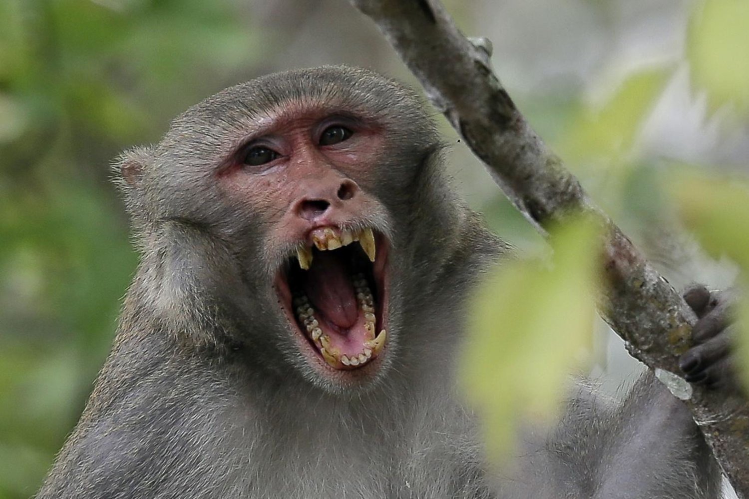 VİDEO... Bıçaklı maymun Brezilyalıları terörize etti