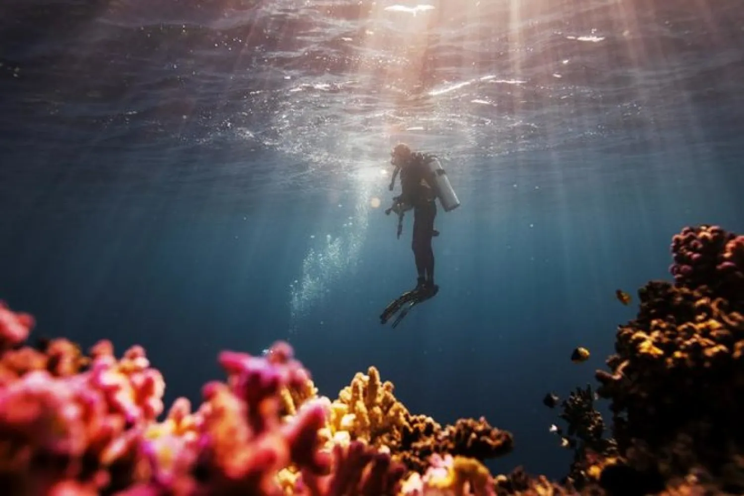 Diver during a research trip in the Red Sea offshore of the King Abdullah University of Science and Technology. (Reuters)

