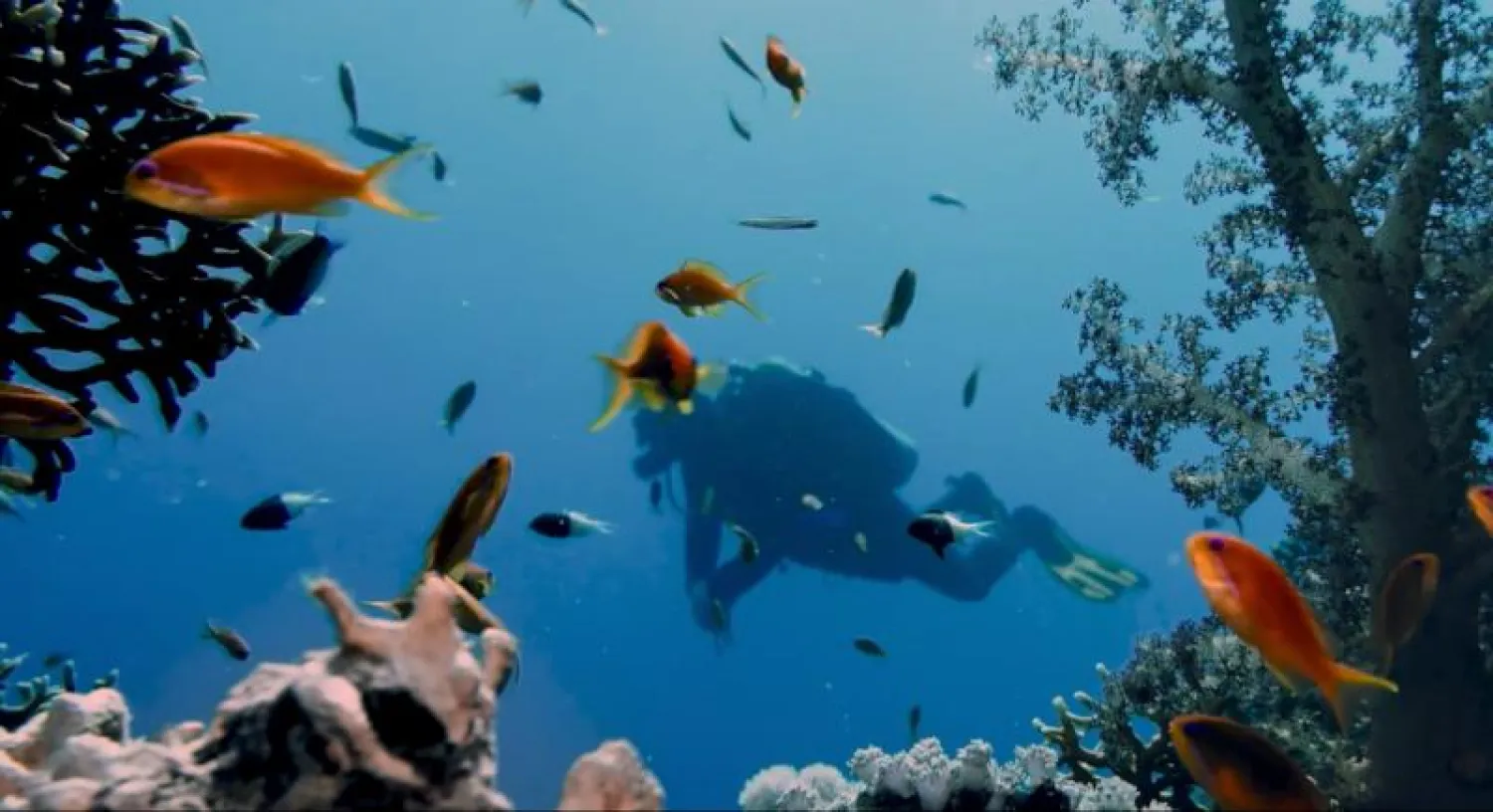 سياحة الغوص (أرشيفية)