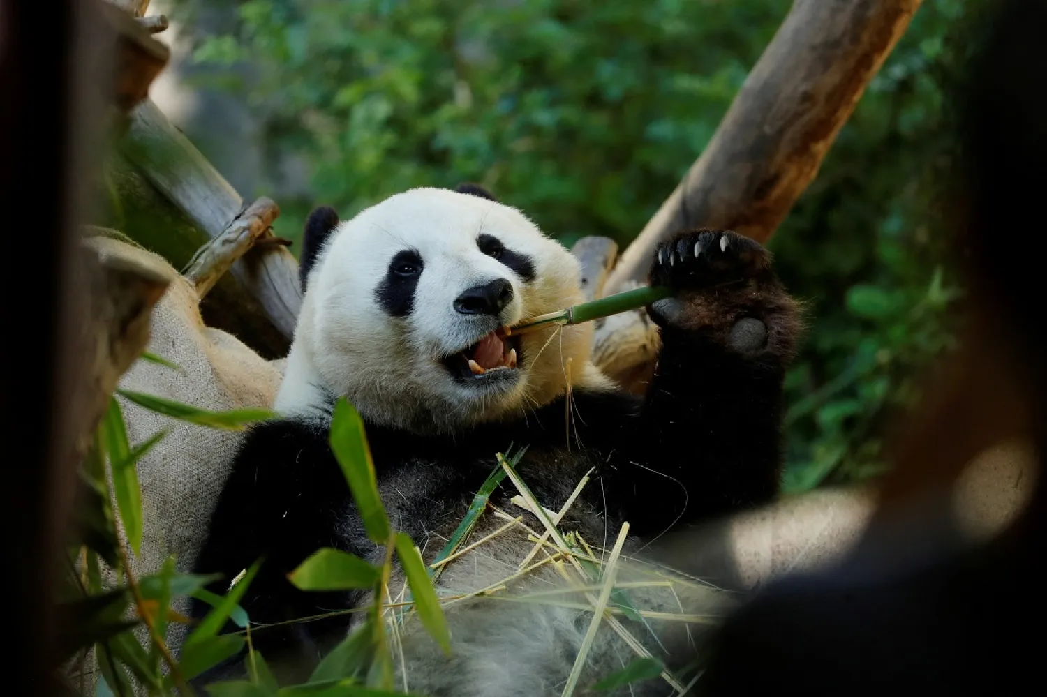 Giant male panda Xiao Liwu eats a meal of bamboo before being repatriated to China with his mother Bai Yun, bringing an end to a 23-year-long panda research program in San Diego, California, US, April 18, 2019. Picture taken April 18, 2019. (Reuters)