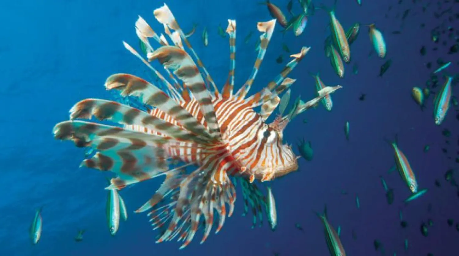 Scientists take a picture of the lionfish in the Red Sea. (Asharq Al-Awsat) 
