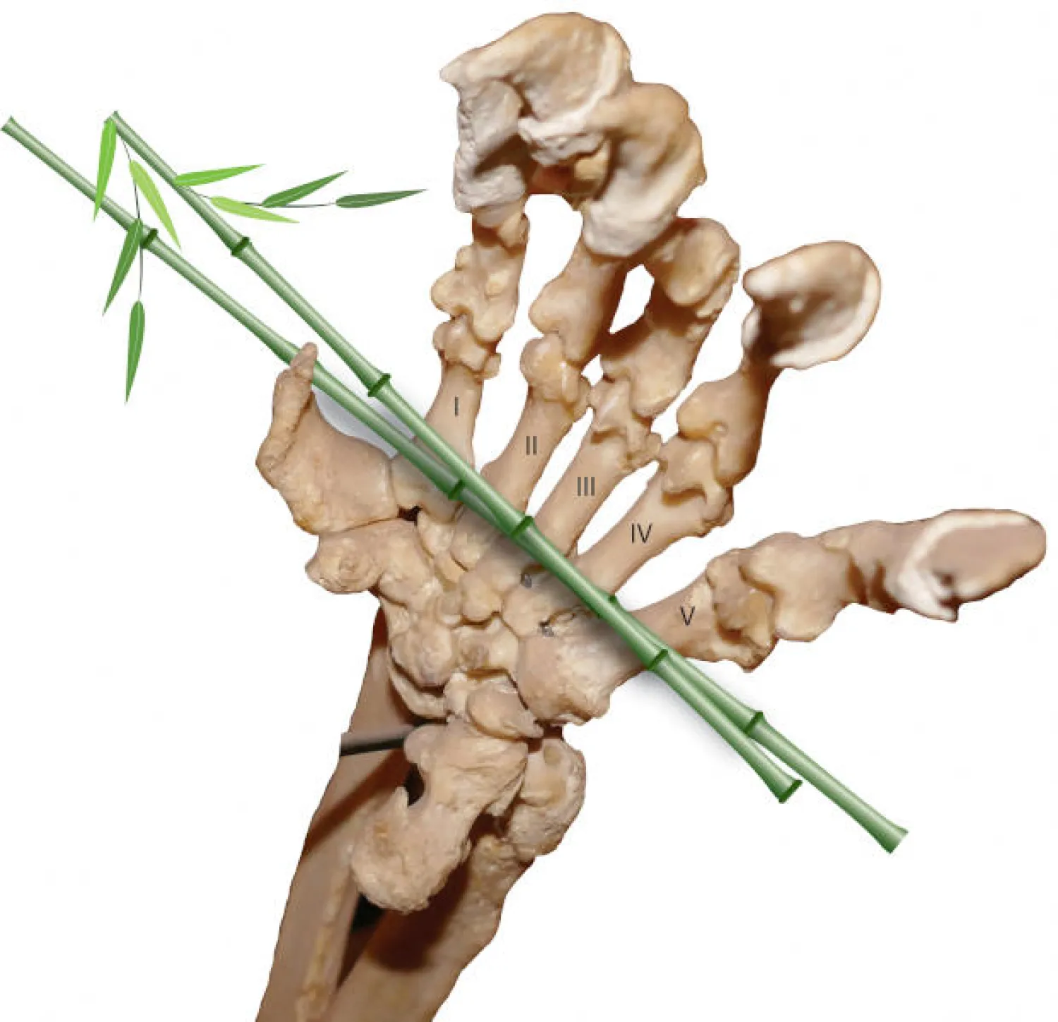 رسم توضيحي يظهر عظام يد الباندا العملاقة (رويترز)