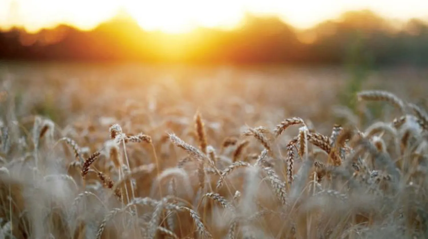 European wheat prices rose after Egypt bought French wheat for the first time in almost a year. (Reuters)
