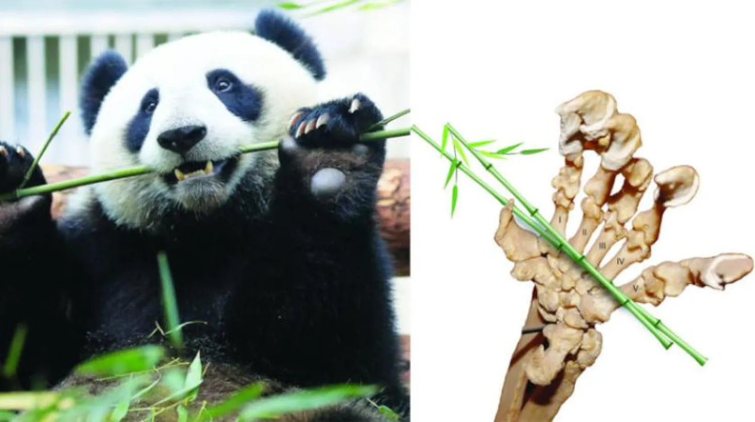 Los Angeles’taki Doğa Tarihi Müzesi’nde yayınlanan panda ve el kemiklerinin fotoğrafı. (Reuters)