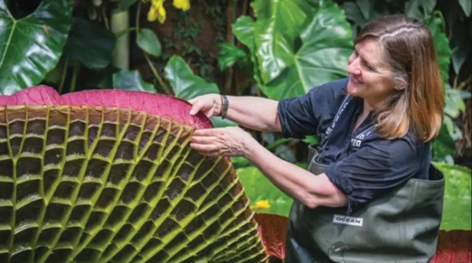 Botanik çizimleri yapan sanatçı Lucy Smith keşfedilen nilüferin diğer türlerden farklı olduğunu ortaya koydu. (Frontiers in Plant Sciences Dergisi)