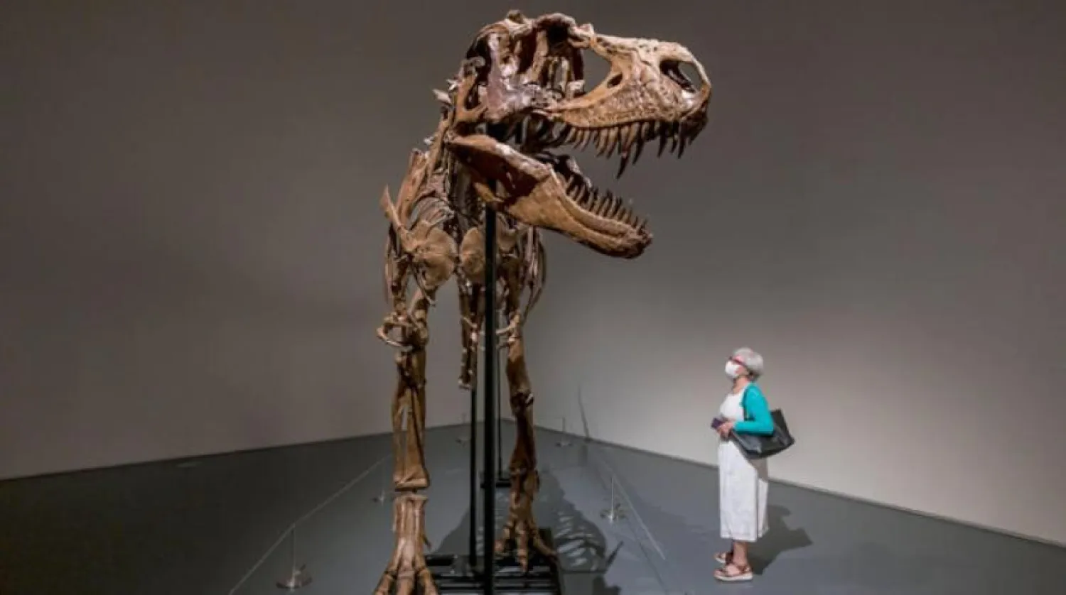 Gorgozor iskeleti Sotheby’s tarafından New York'ta sergileniyor. (EPA)