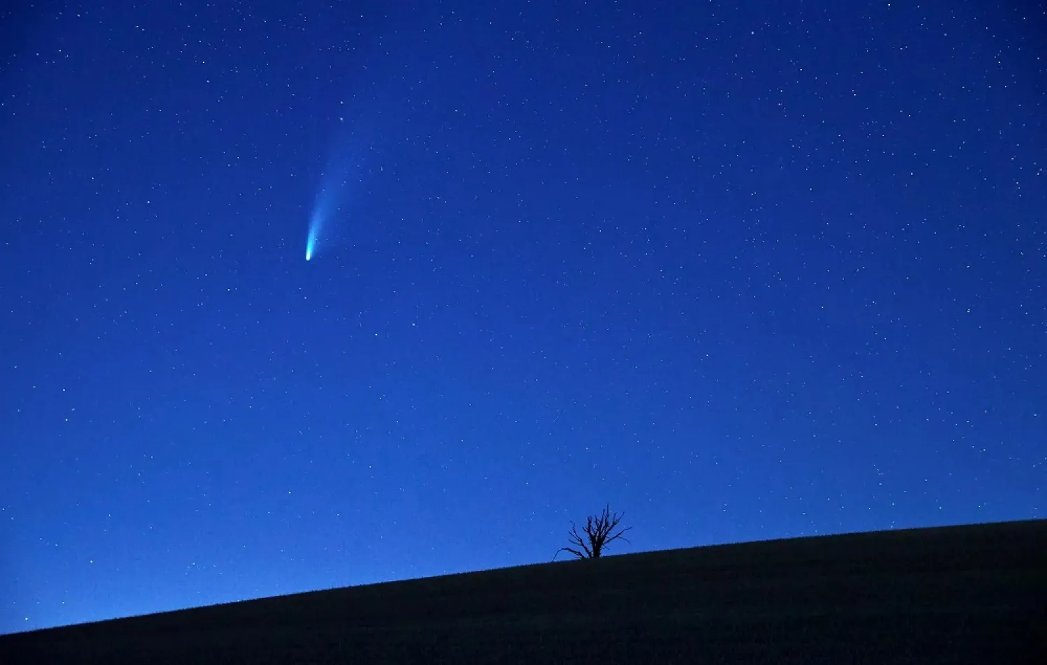 The Comet C/2020 or "Neowise" is seen in the sky behind a tree in Mies near Lausanne, Switzerland, July 19, 2020. (Reuters)