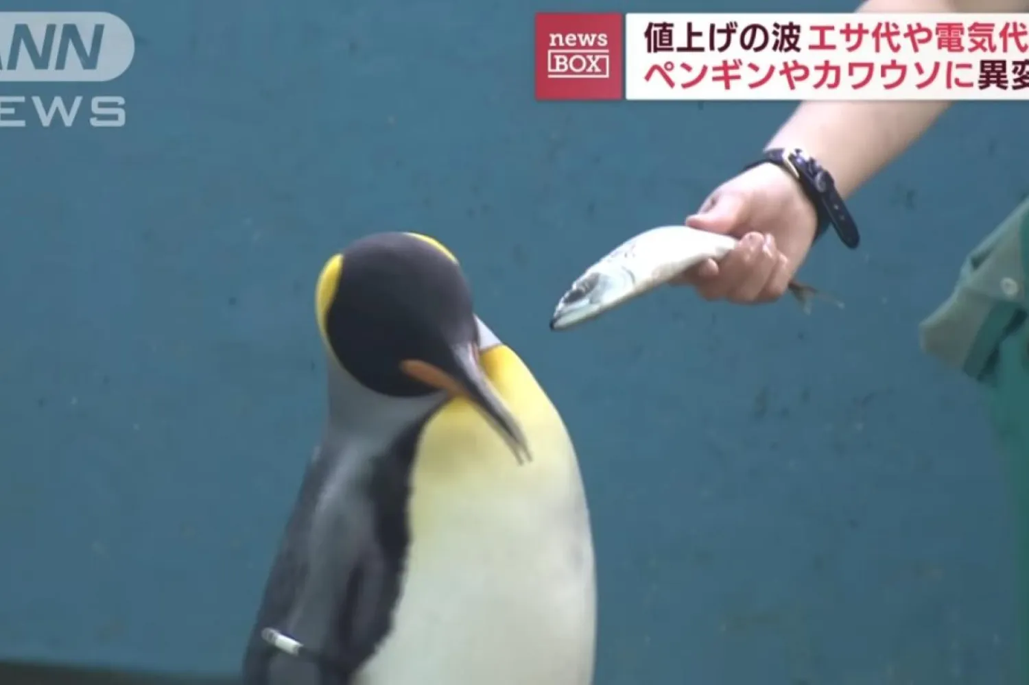 Akvaryum yetkilisi, penguenlerin genellikle yediği aji balıklarının fiyatlarının mayısta yüzde 20-30 arttığını söyledi (ANN News)

