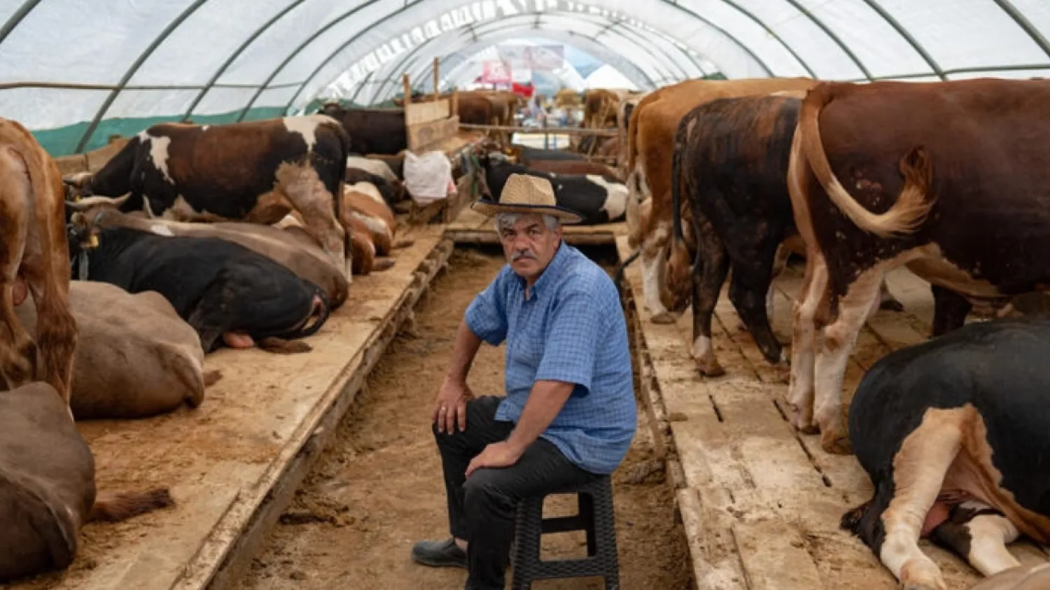 Turks who make a living raising animals and selling them on open markets fear their business model may soon collapse Yasin AKGUL AFP