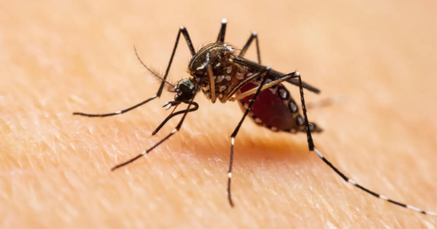 فيروس زيكا... الأعراض والأسباب والعلاج والوقاية