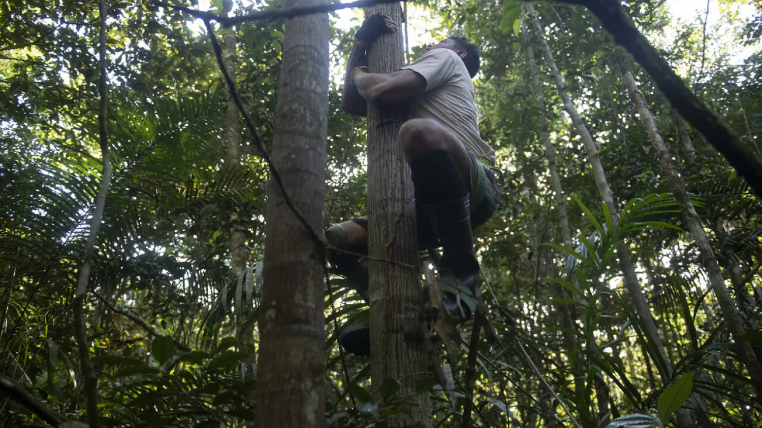 Tree climbers such as Jose Raimundo Ferreira are a crucial aid for botanists studying endangered species in the Amazon Mauro PIMENTEL AFP
