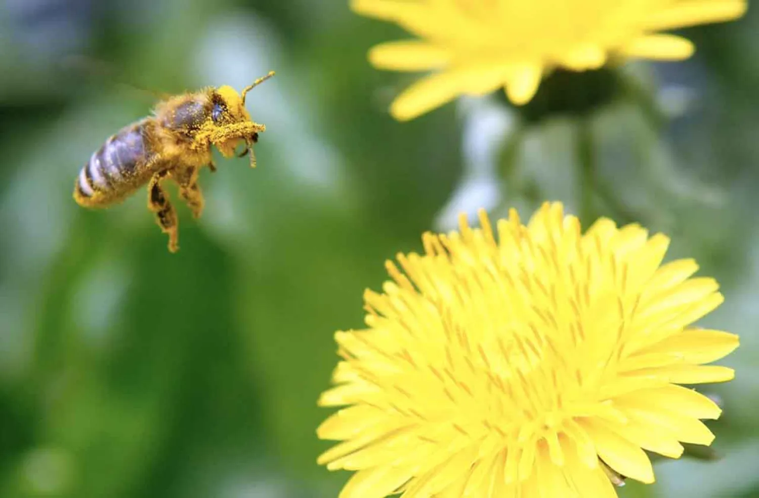 A bee is covered with pollen as it approaches a dandelion blossom on a lawn in Klosterneuburg April 29, 2013. REUTERS/Heinz-Peter Bader
