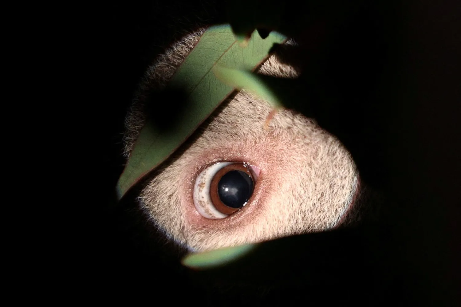 A rescued koala named Ruben, is treated for cataracts at Eye Clinic For Animals (ECA), a specialist veterinary ophthalmology practice, while being rehabilitated before a planned release back into his natural habitat, in Sydney, Australia, July 28, 2020. (Reuters)