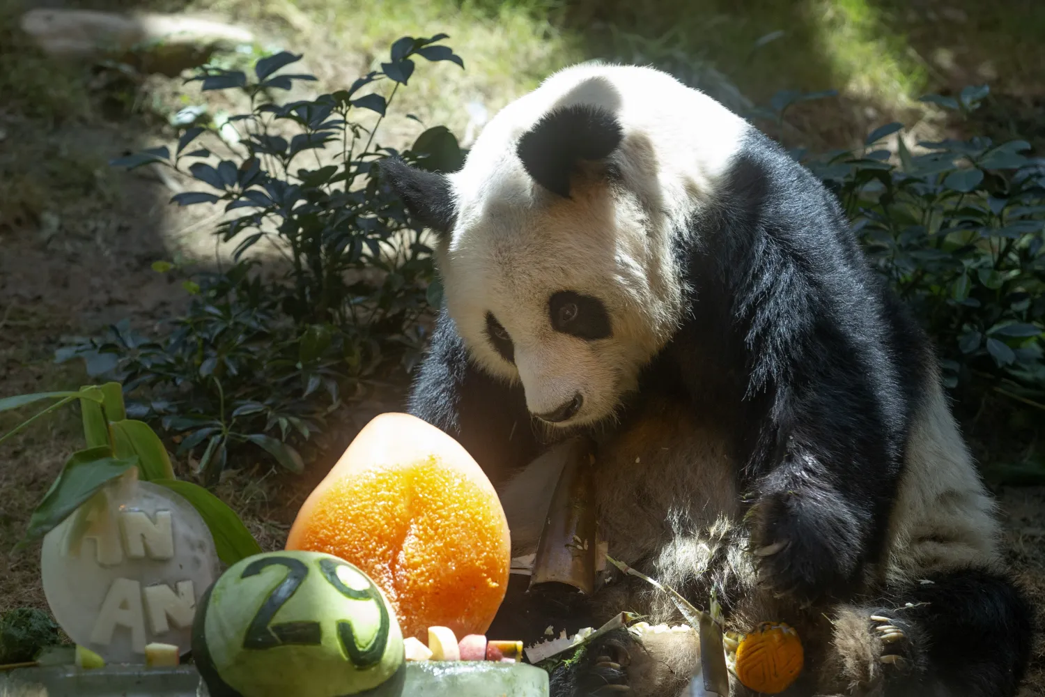 Chinese Giant panda An An celebrates his 29th birthday at Ocean Park in Hong Kong on July 28, 2015. The world’s oldest-ever male giant panda in captivity on Thursday, July 21, 2022 passed away after being euthanized in Hong Kong, following a deterioration in his health in recent weeks. (AP Photo/Kin Cheung)

