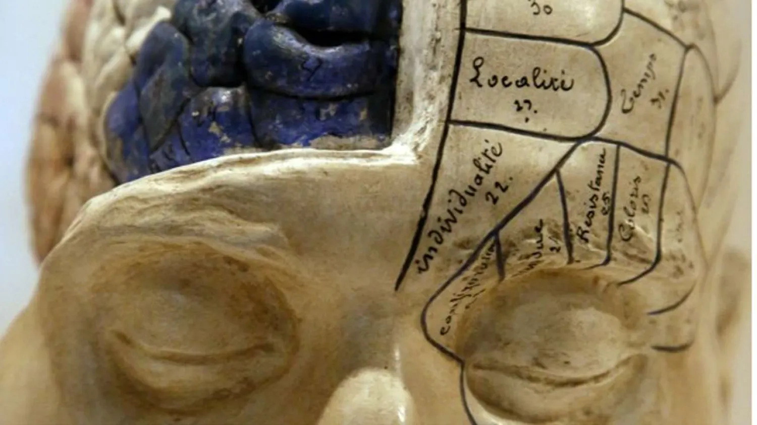 A file picture of an early medical model used to teach doctors the areas of the human brain. Photo: Reuters
