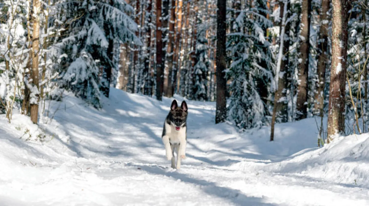 كلب سيبيري (شاترستوك)