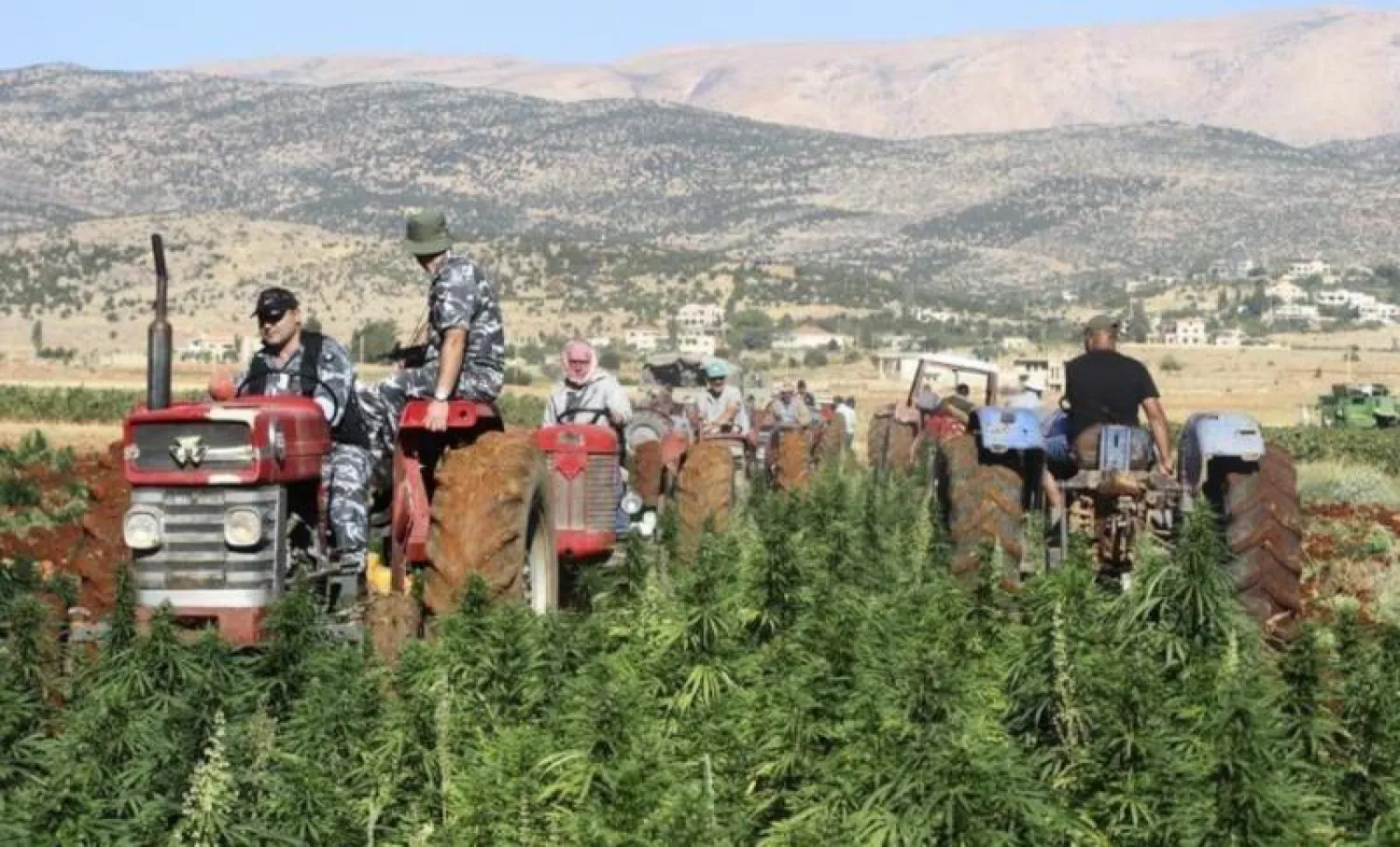 عناصر من الأمن اللبناني تقوم بتلف حقول مزروعة بنبتة الحشيش في بعلبك (أرشيفية - رويترز)